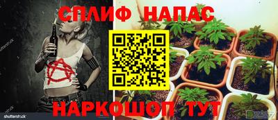 индика Будённовск
